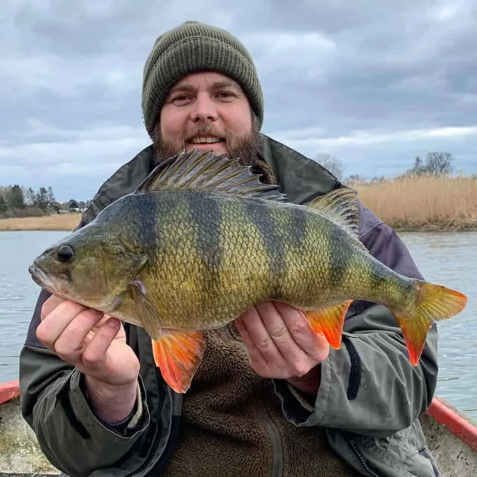 a happy angler holding a giant perch that he has caught on a float and live bait rig from his boat