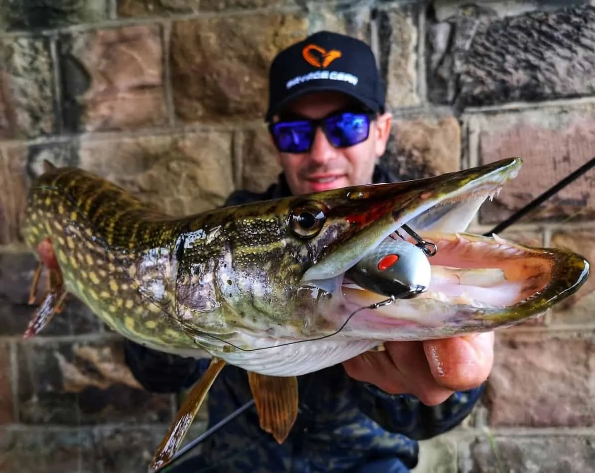 a fisherman holding a long northern pike with a crankbait and wire leader in its toothy mouth..