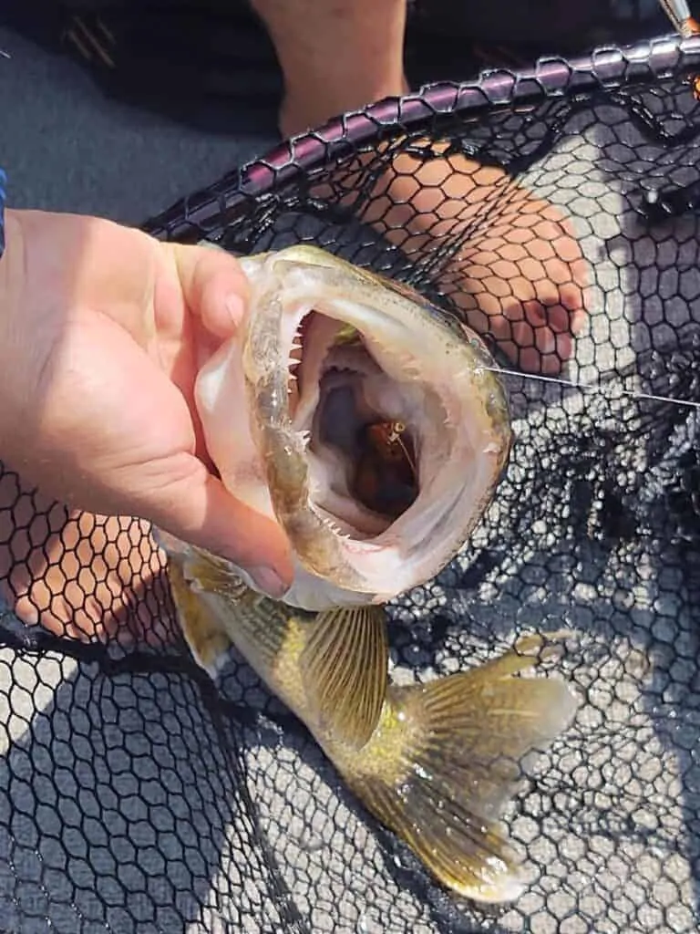 a walleye in a fishing net showing its many teeth
