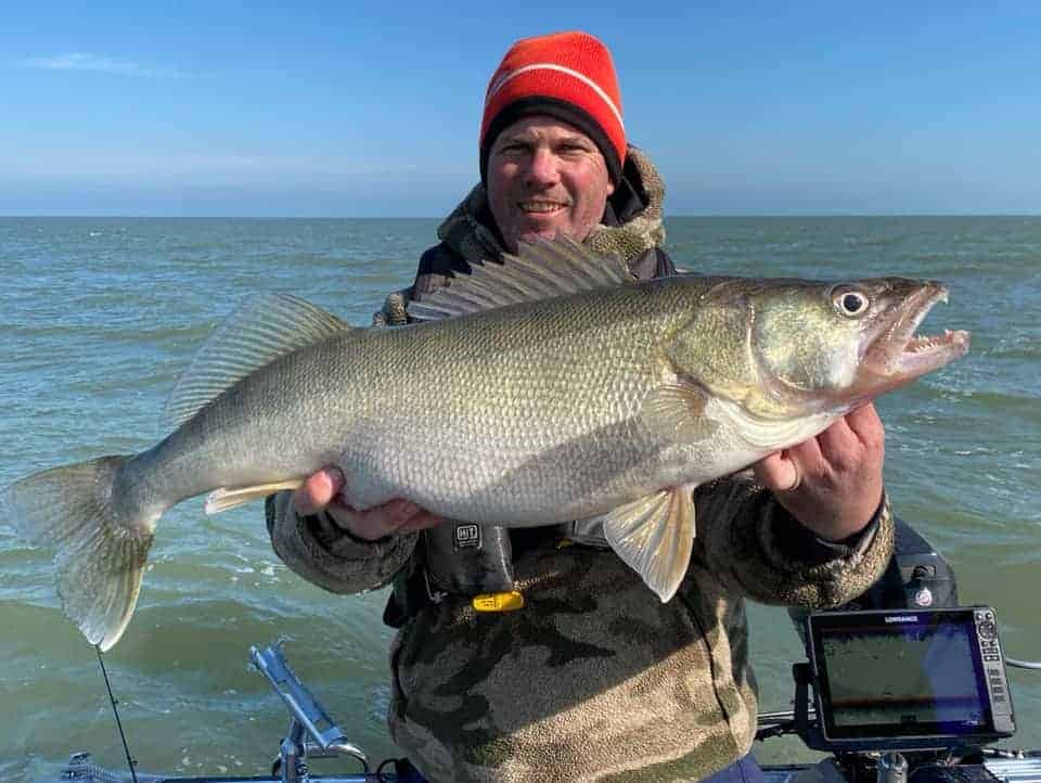 an angler on a boat holding a b ig walleye with really big teeth