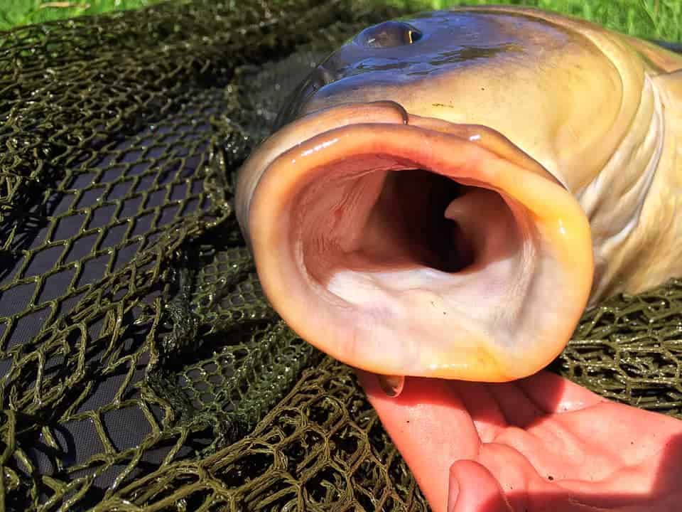 a carp on a landing net with its mouth open