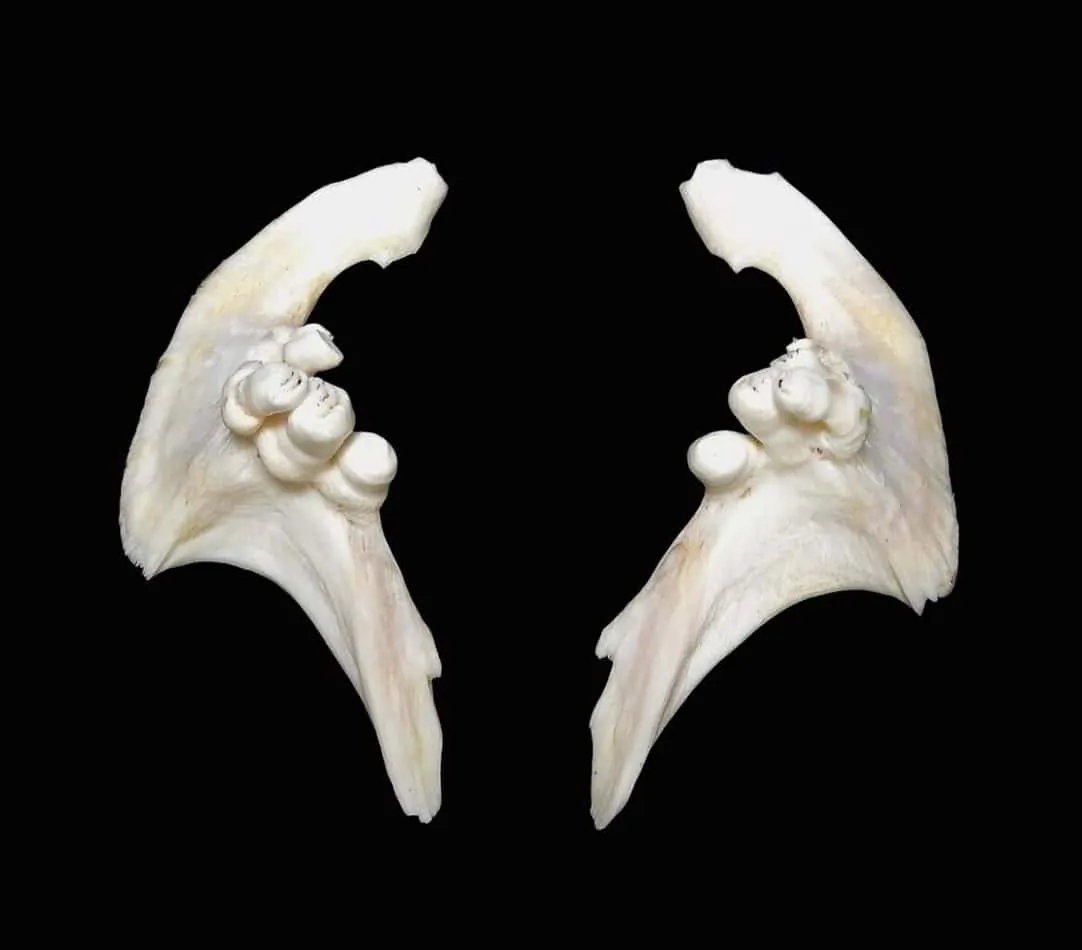 Un'immagine dei denti di una carpa