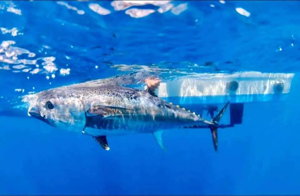 an underwater image of a bluefin tuna being released from a boat