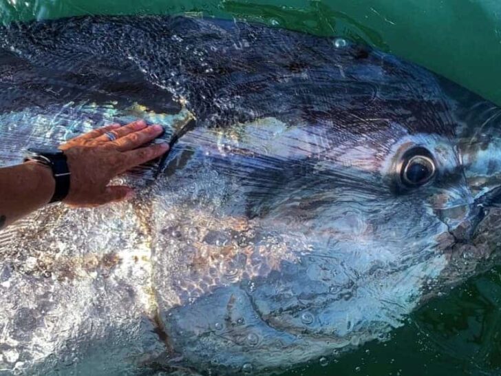Are Bluefin Tuna Endangered?