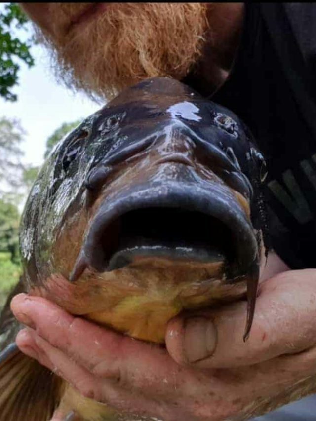 Did You Know That Carp Have Teeth?