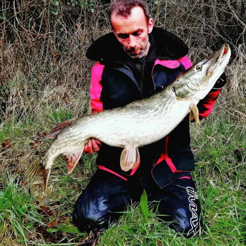 A pike angling expert holding a large pike that he has caught on a deadbait on the bottom.