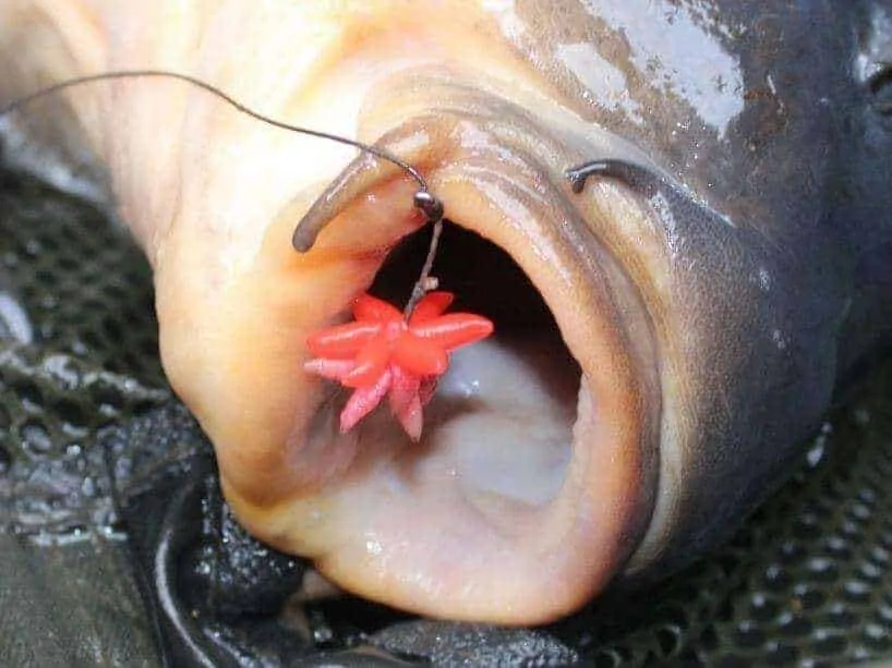 a carp with a hook and maggots in its open mouth