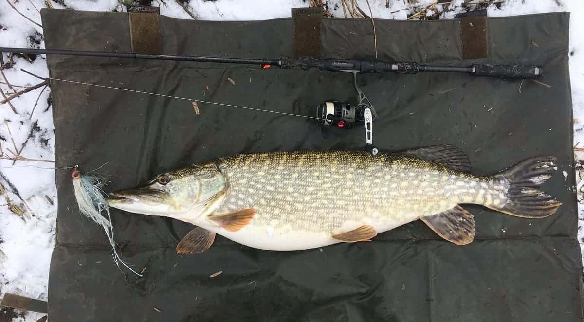 how do you know if a pike is male or female