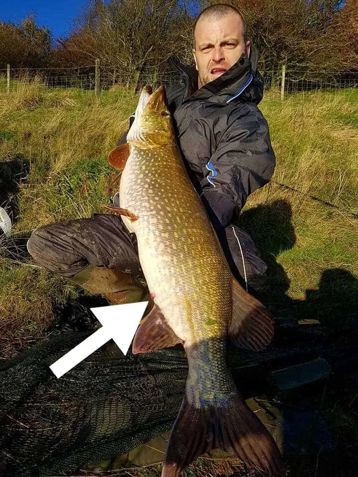 a fisherman holding a huge female pike that is about to spawn and that he has caught on a crankbait
