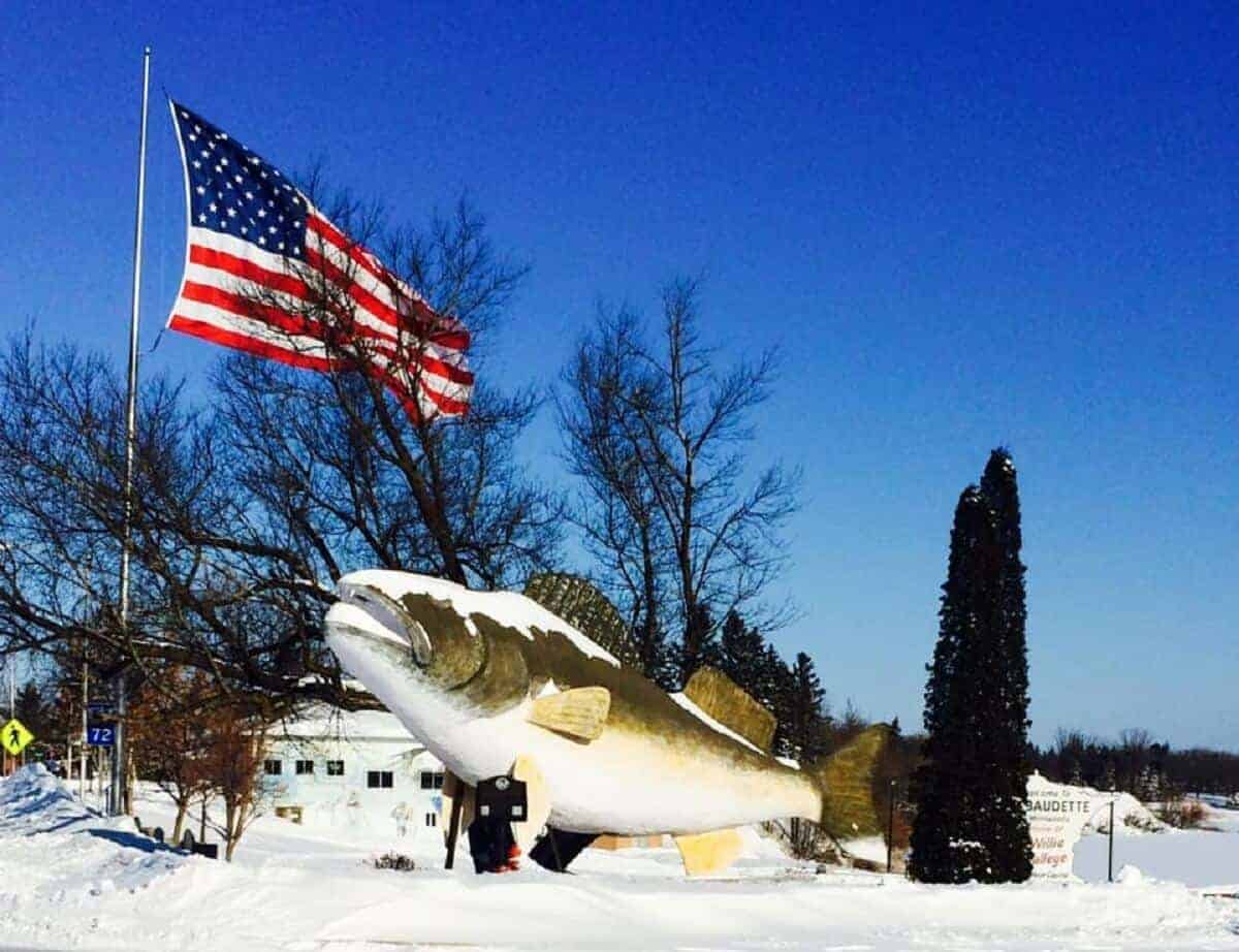 a picture of Willie Walleye at Lake of the Woods in Minnesota