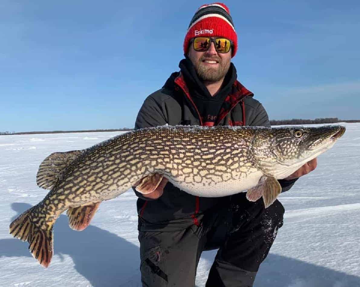 a happy ice angler on a lake holding a fat winter pike