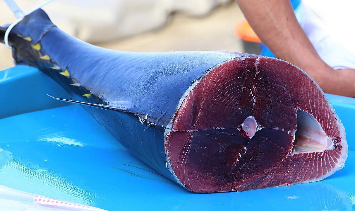 A piece of a bluefin tuna displayed on a table at a fish market