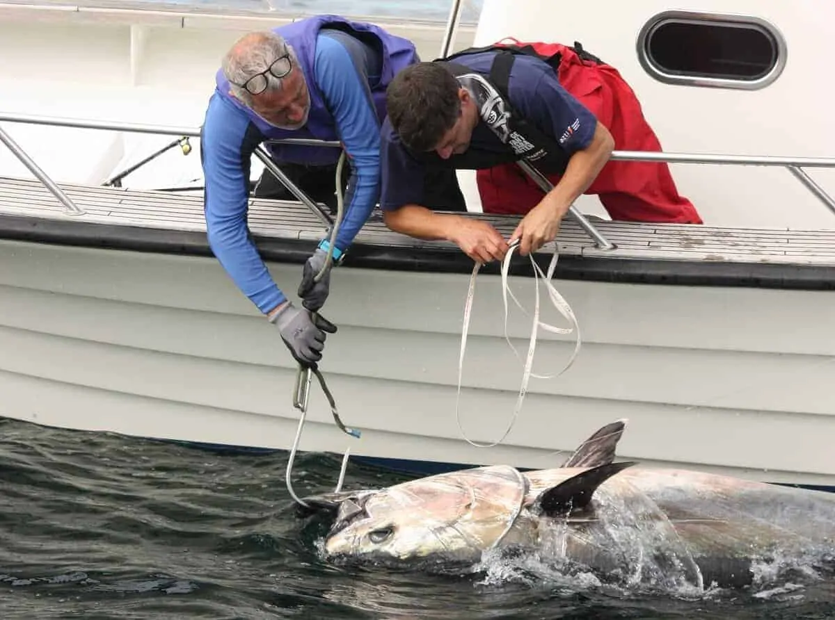 A group of anglers and scientists are are catching and tagging bluefin tuna in the North Sea