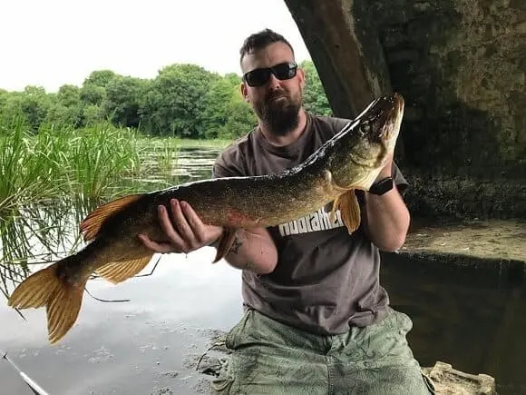a predator angler holding a big northern pike that he has caught on a summer day in a small river