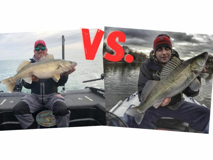 Walleye vs. Zander (Similarities and Differences)
