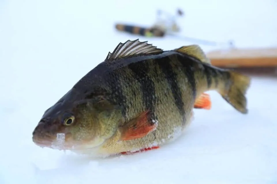 how to fish for perch
