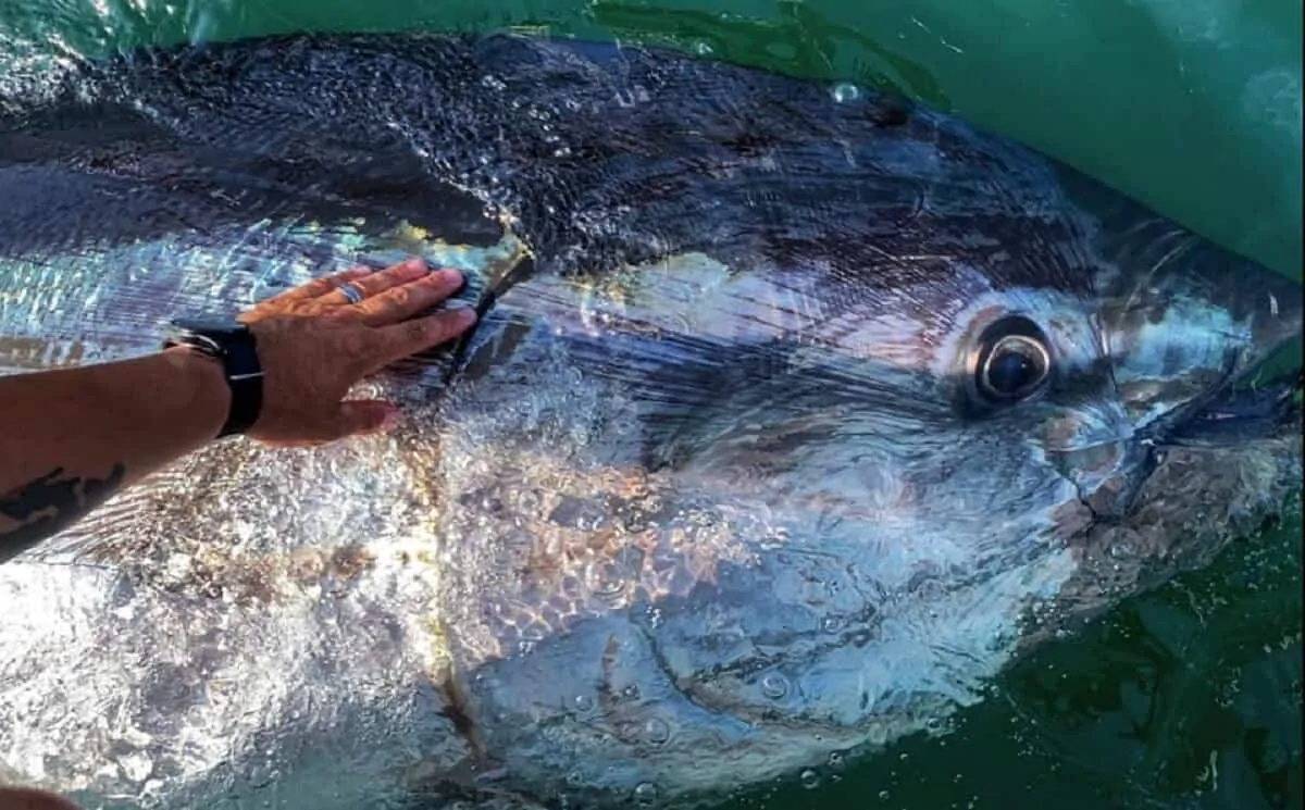 a giant bluefin tuna being released from a fishing boat