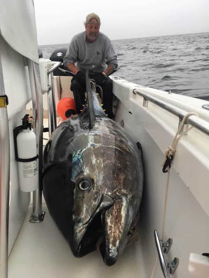 a tuna fisherman on his boat with a giant bluefin tuna that he has caught on live bait