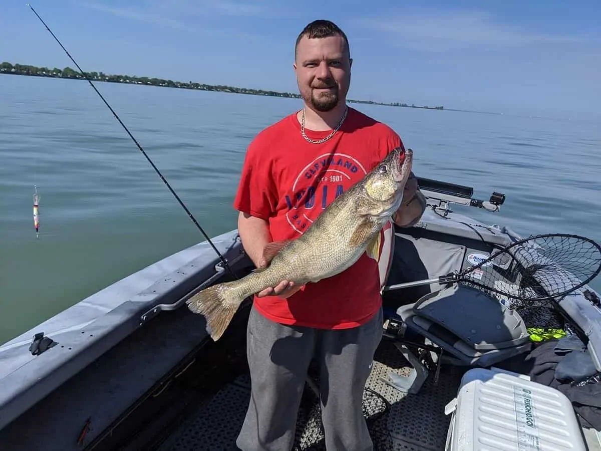 an american angler holding a nice walleye that he has caught on a trolled crankbait from his boat