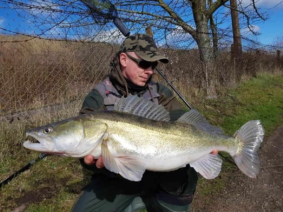 an angler holding a really big zander that he has caught on a softbait