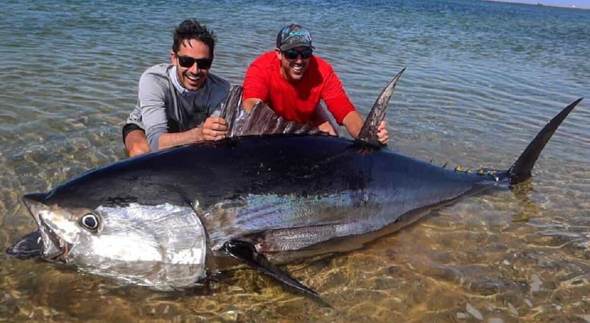 two anglers on a beach with a giant bluefin tuna that they have caught off the coast