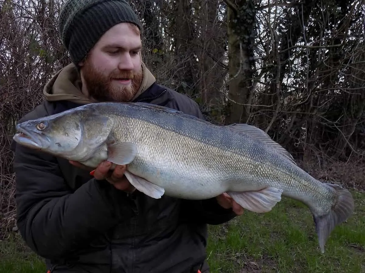 an angler holding a big zander that he has caught on a softbait on the bottom