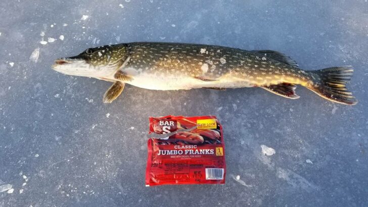 a northern pike on the ice with a pack of hot dogs next to it