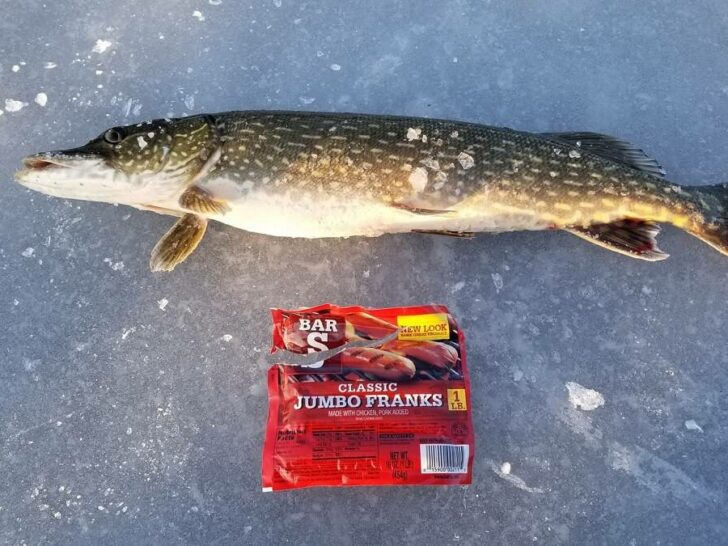 Can You Catch Pike with Hot Dogs?