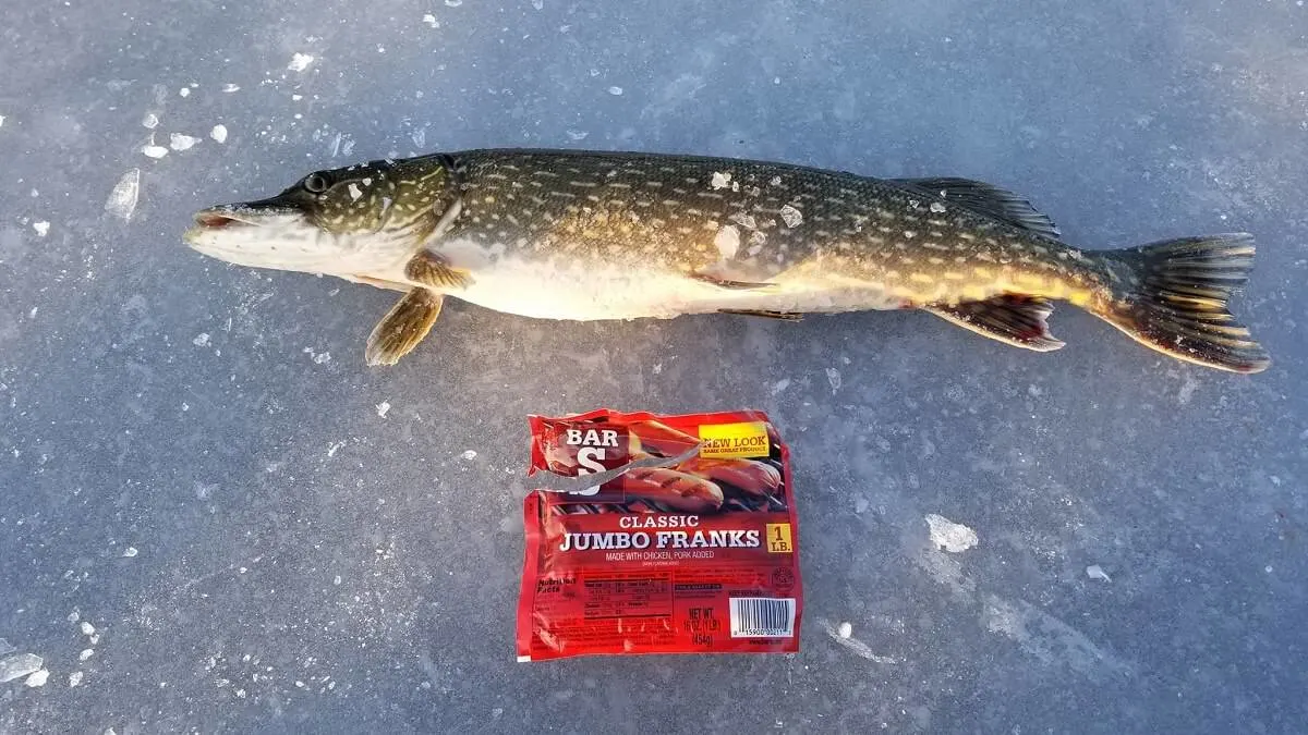 a northern pike on the ice with a pack of hot dogs next to it