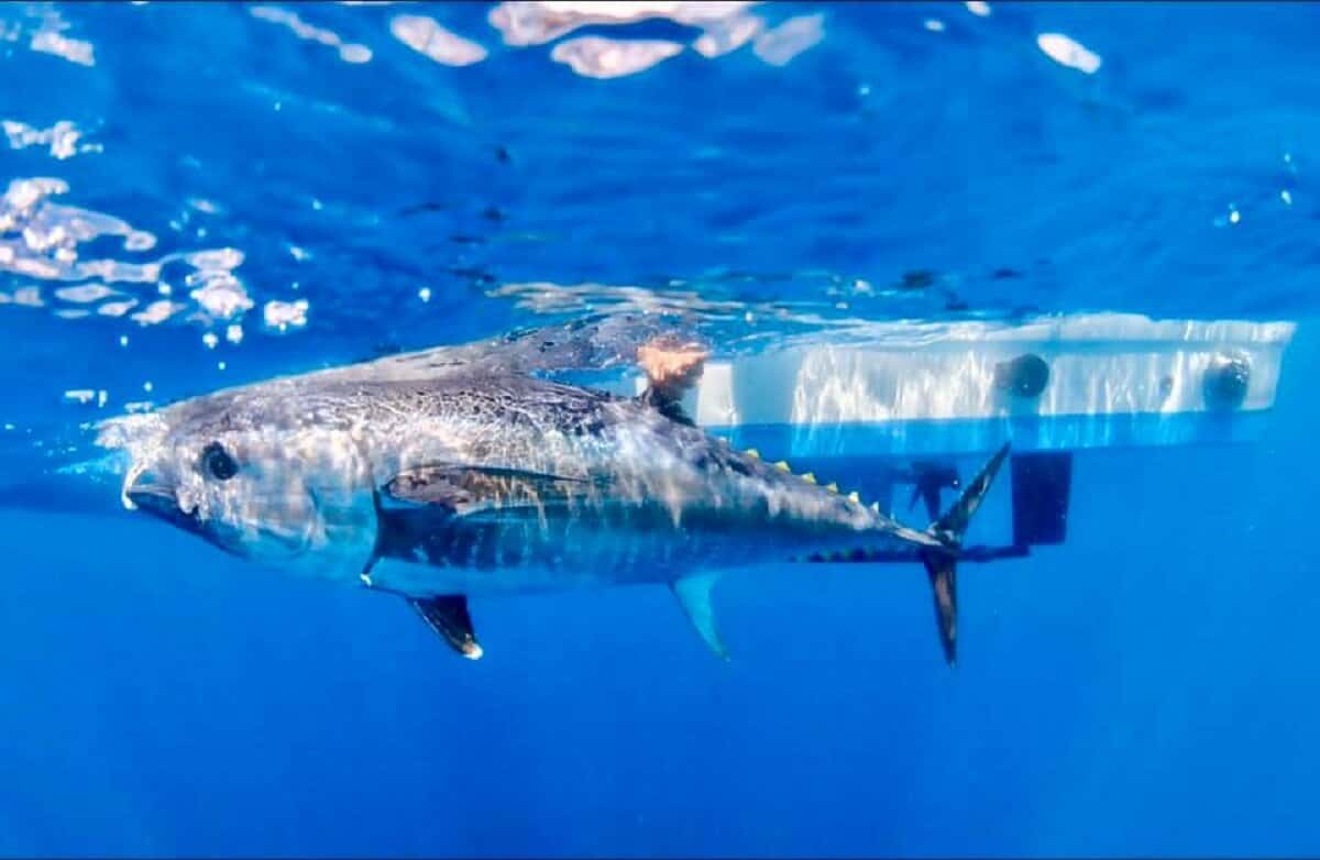 The Mighty Atlantic Bluefin Tuna (A Species Guide)