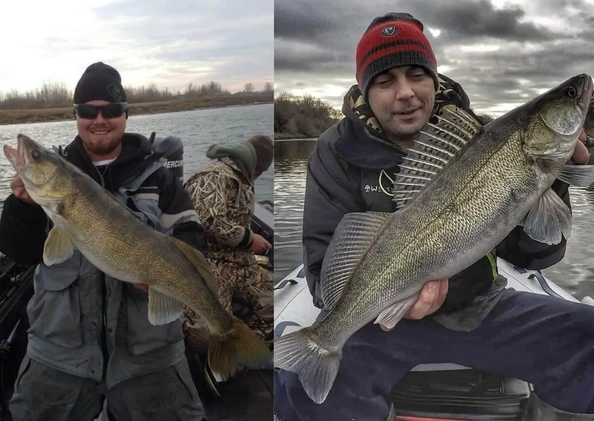 an angler holding a walleye and an angler holding a zander to compare the two different fish species