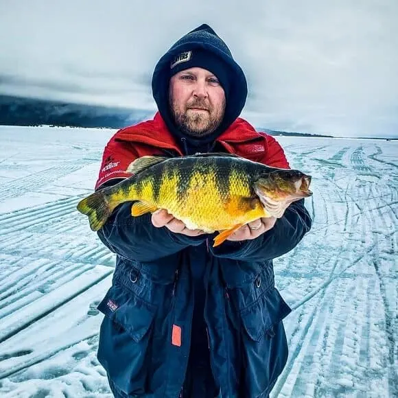 an ice angler holding a big yellow perch that he has caught just before sunset