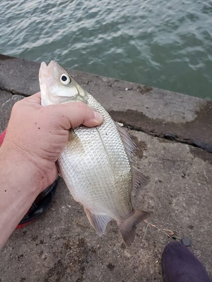 an angler holding a small white perch