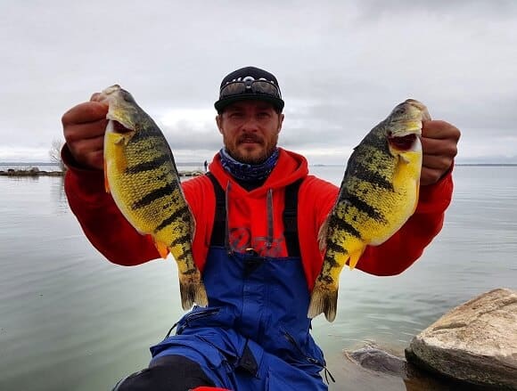 A fisher holds 2 large yellow perch after a successful fishing trip in this file photo.