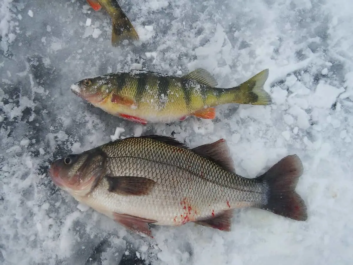 a big white perch and a smaller yellow perch lying on the ice