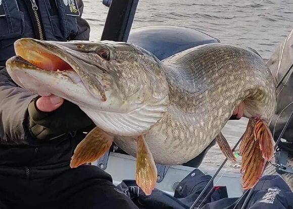 a fisherman in a boat holding a very big northern pike that he has caught while trolling with crankbaits.