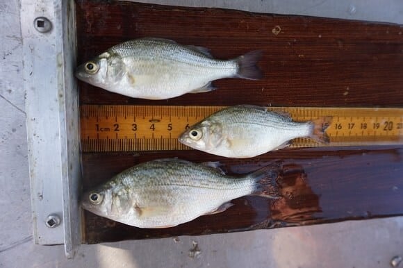 three smaller white perch displayed on a table