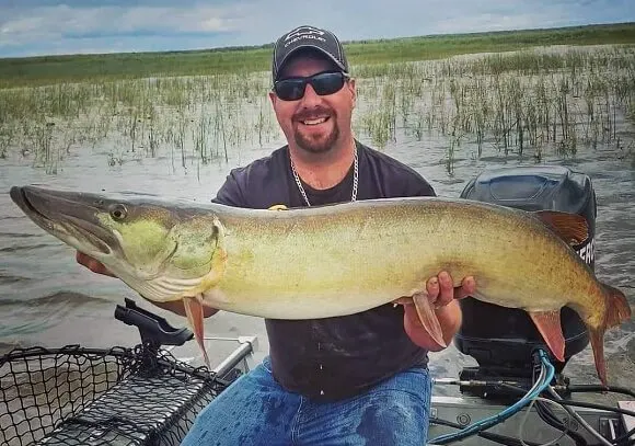 a successful Canadian fisherman with a big muskie that he has caught from his boat using the figure 8 method.