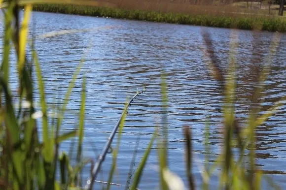 a feeder rod with a bend tip and isotopes waiting for a tench bite