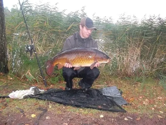 a carp angler at a lake on a cloudy morning holding a big and beautifully colored common carp that he has caught on a boilie.