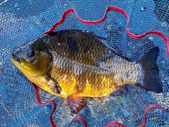a big crucian carp in a landing net that an angler has caught on a pair of sweetcorn