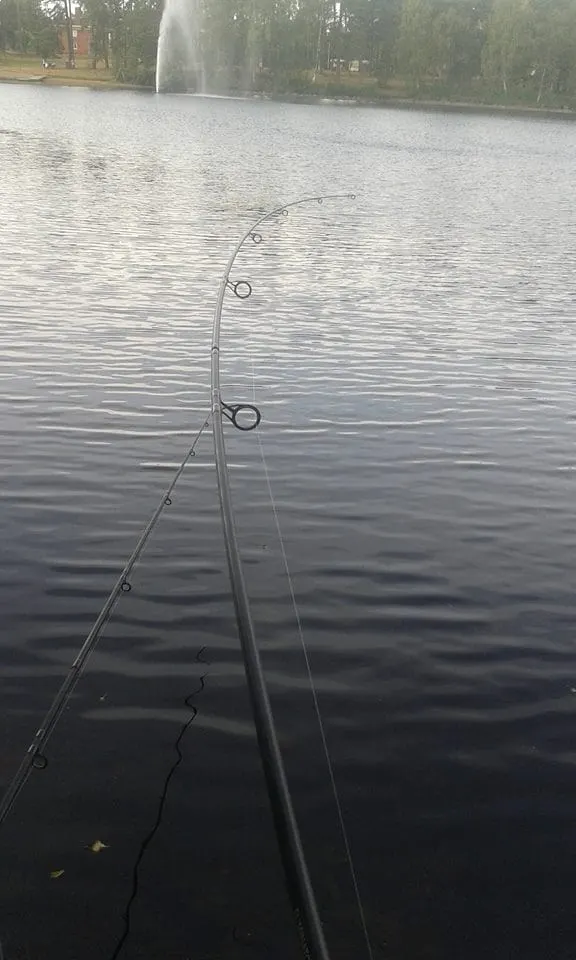 a euro carp rod with a 3lb test curve bending during a carp fight