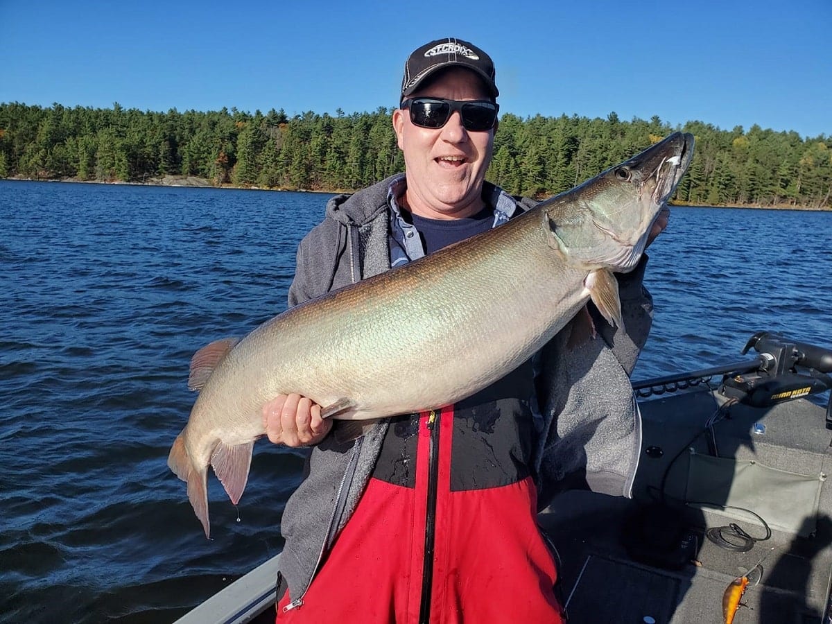 an angler on a boat holding a fat muskie that he has caught on a wire leader and a Suick