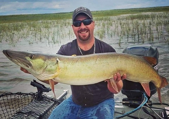 a happy predator angler on a boat holding a large musky that he has caught on a jerkbait