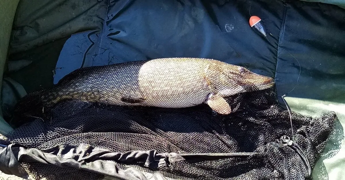 a big pike caught on the sunken float paternoster rig in a landing net on a unhooking mat