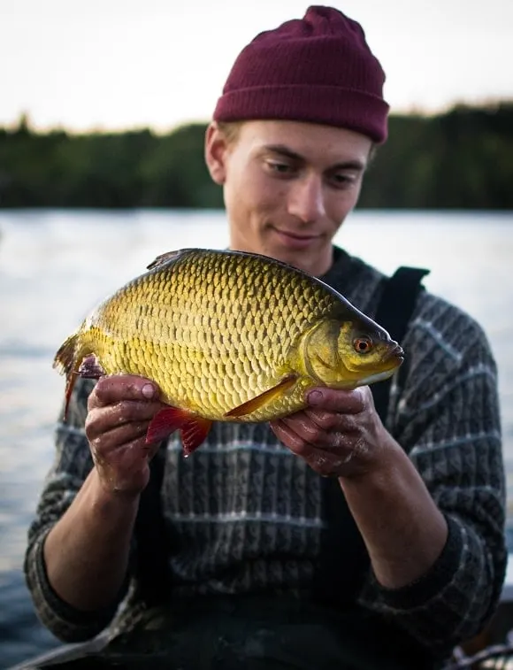 a happy angler holding a big and beautiful rudd of a golden colour that he has caught on a bread flake