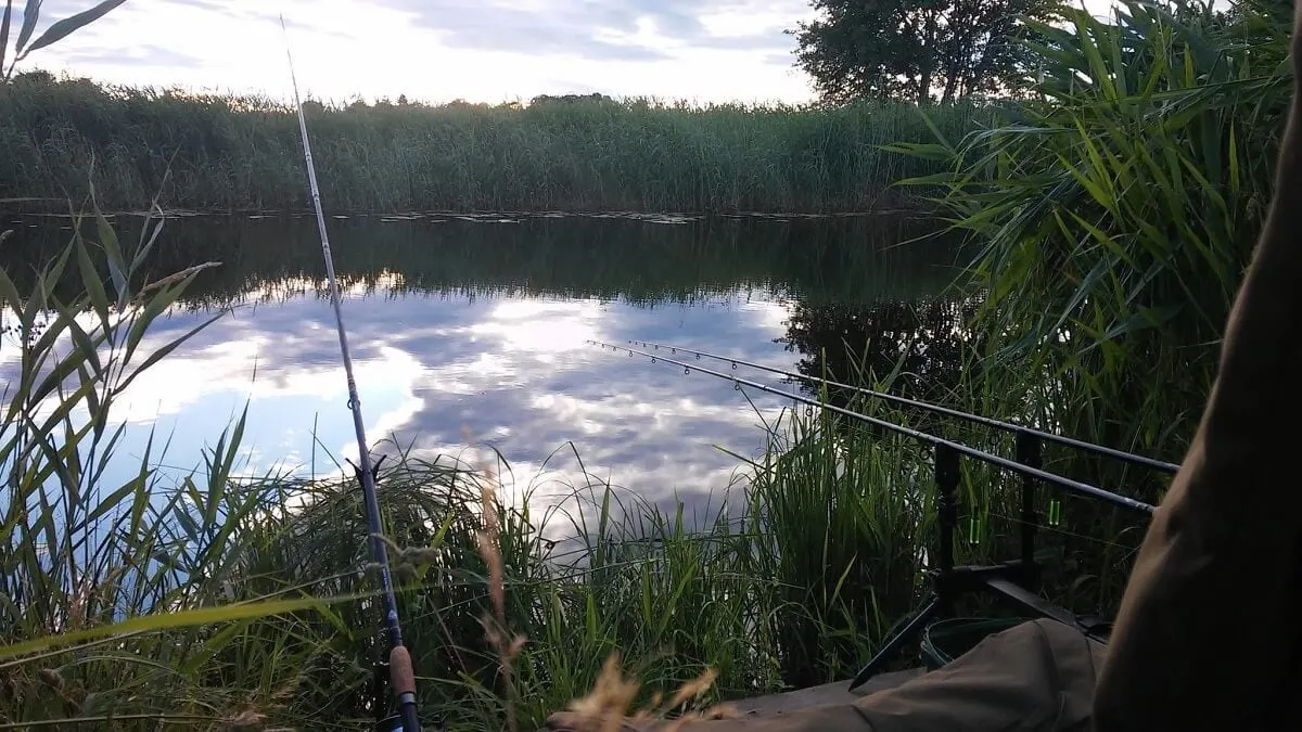 a tench fishing swim with a rigged feeder rod and two rigged rods with bolt rigs on a rod pod with bite alarms waiting for tench to bite