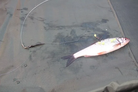a live bait on a sunken float rig for pike fishing