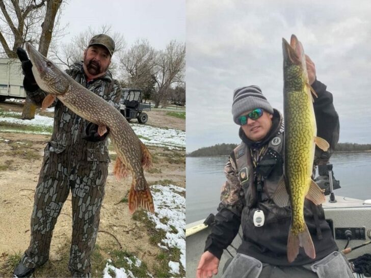 Pike vs. Pickerel (How to Tell Them Apart?)