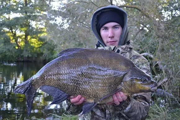 a fisherman on a river bank holding a big autumn bream that he has caught on maggots